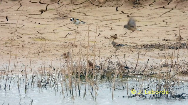 Eurasian Linnet - ML639658963