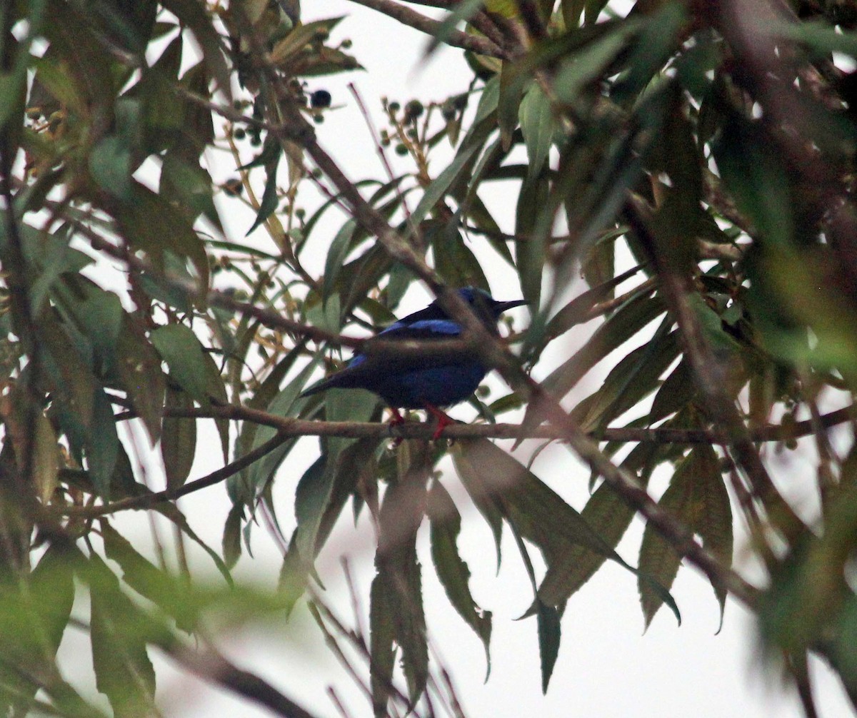 Red-legged Honeycreeper - ML639659077