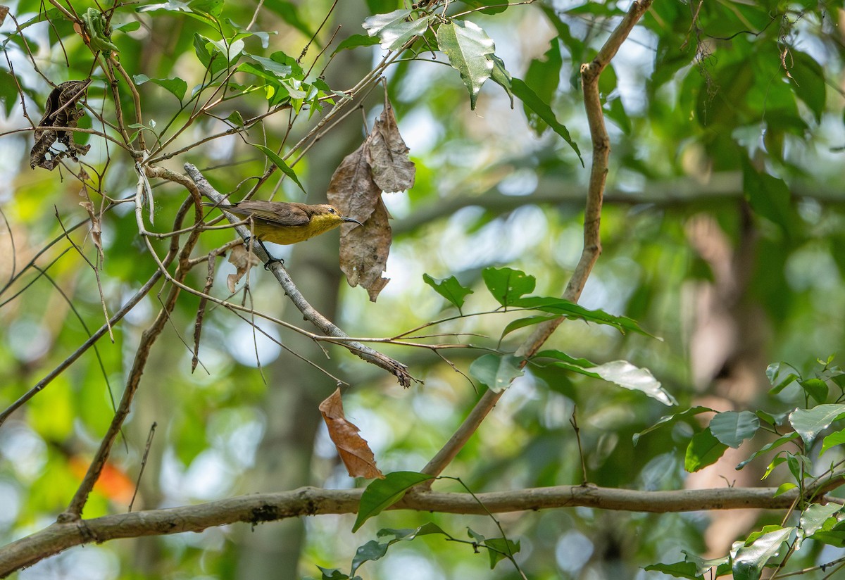 Ornate Sunbird (Ornate) - ML639659086