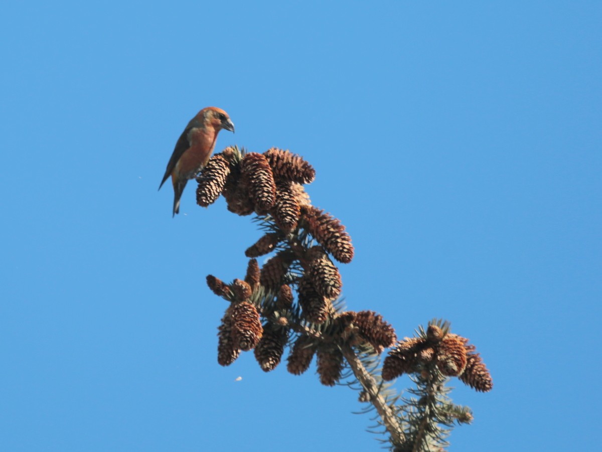 Red Crossbill (Tien Shan) - ML639659213