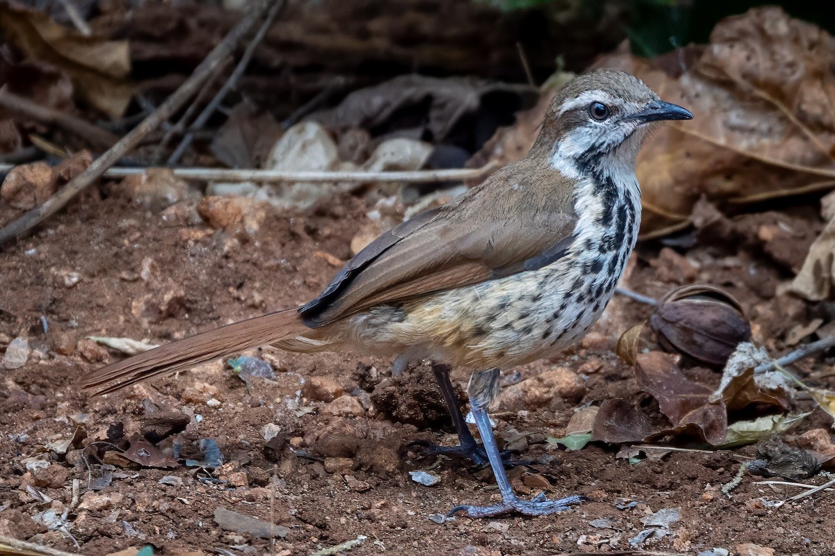 Spotted Morning-Thrush - ML639659214