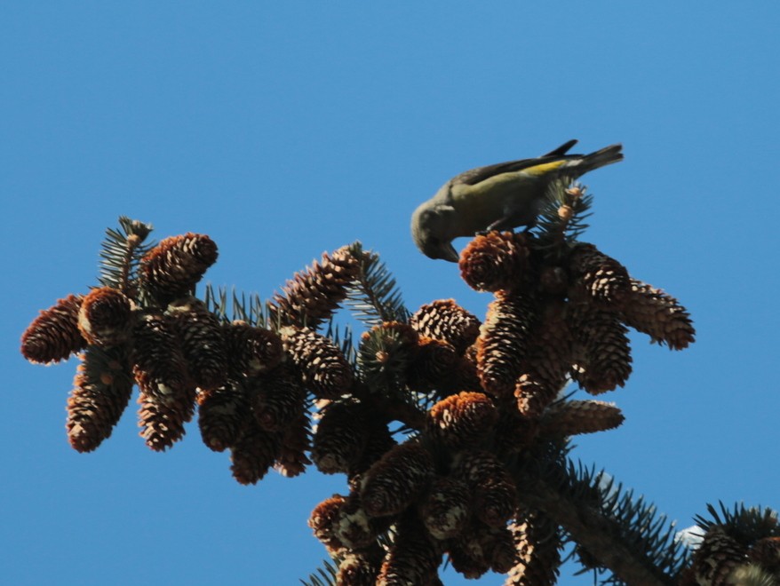 Red Crossbill (Tien Shan) - ML639659216