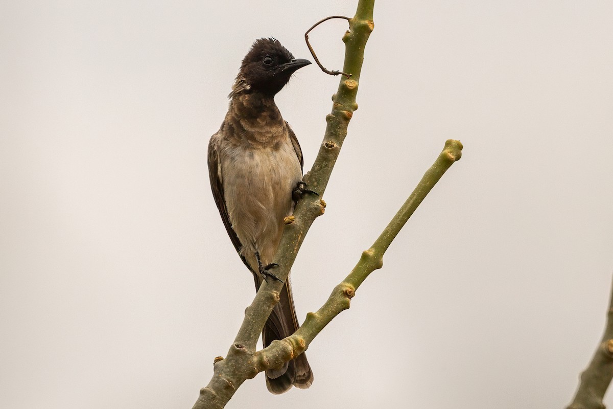 Common Bulbul (Common) - ML639659222