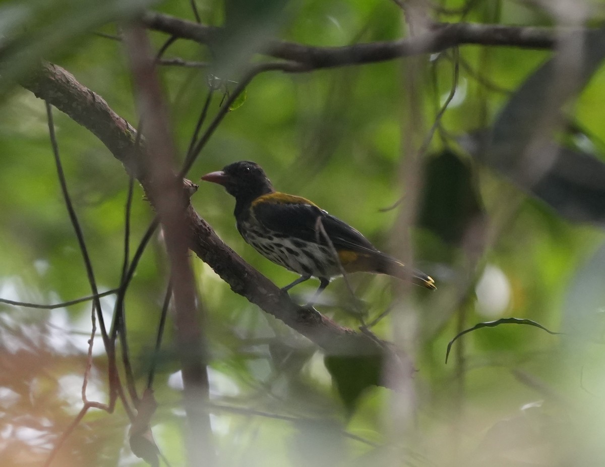 Dark-throated Oriole - ML639659304