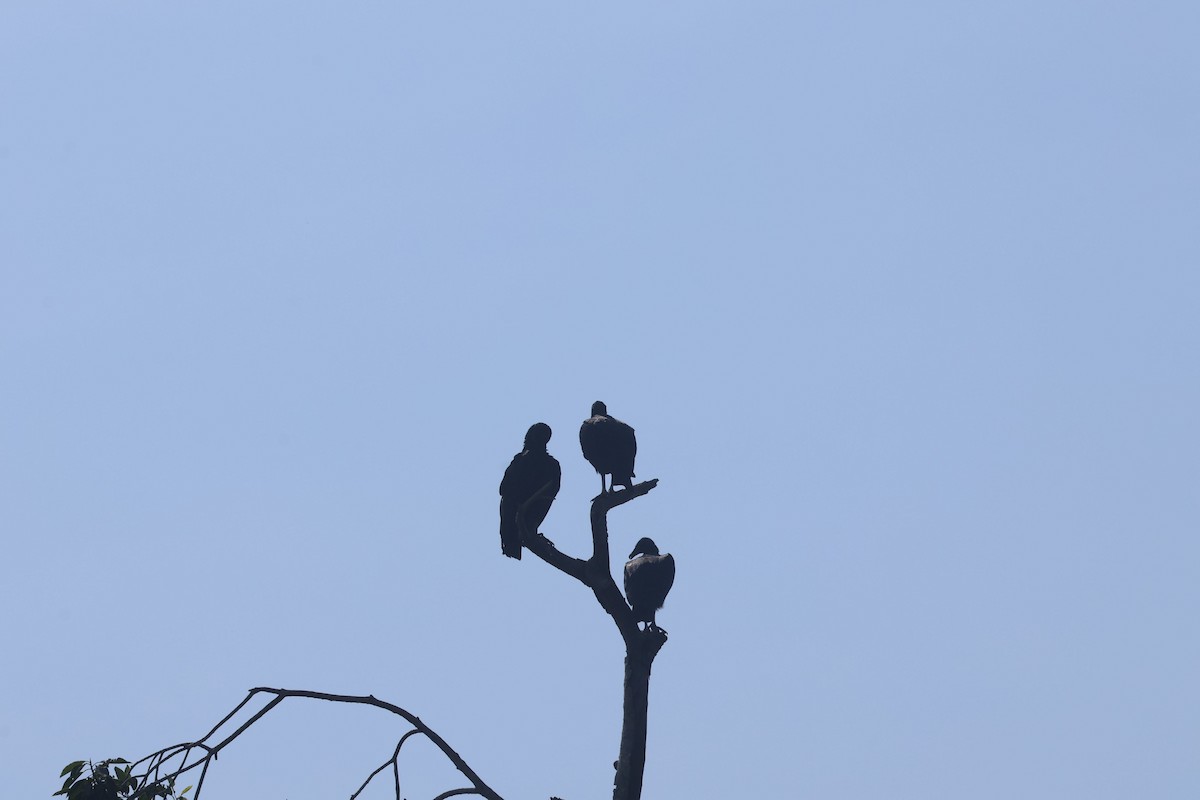 Black Vulture - ML639659312