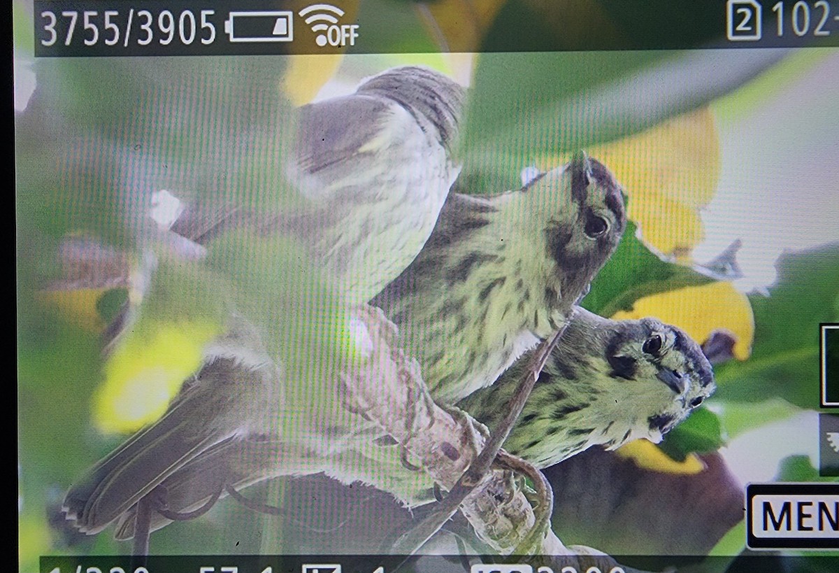 Negros Striped-Babbler - ML639659336