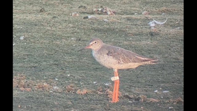 Common Redshank - ML639659343