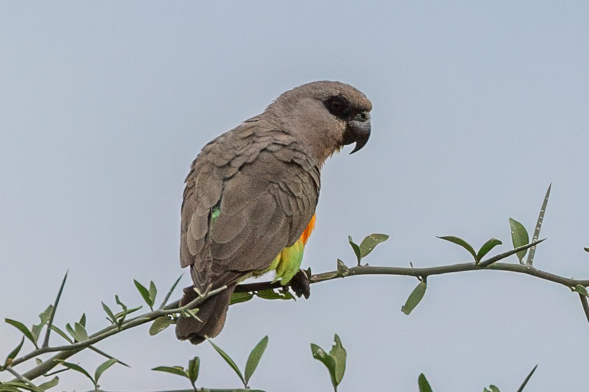 Red-bellied Parrot - ML639659346