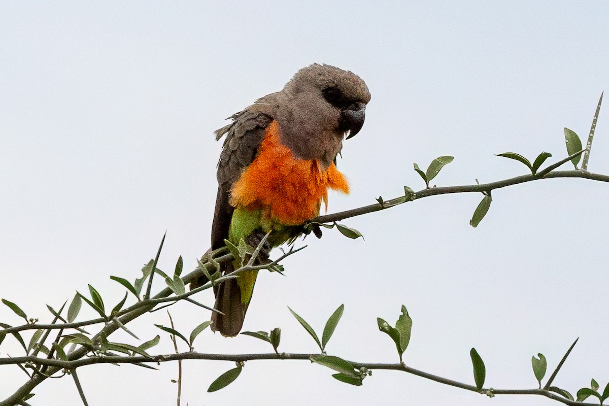Red-bellied Parrot - ML639659347