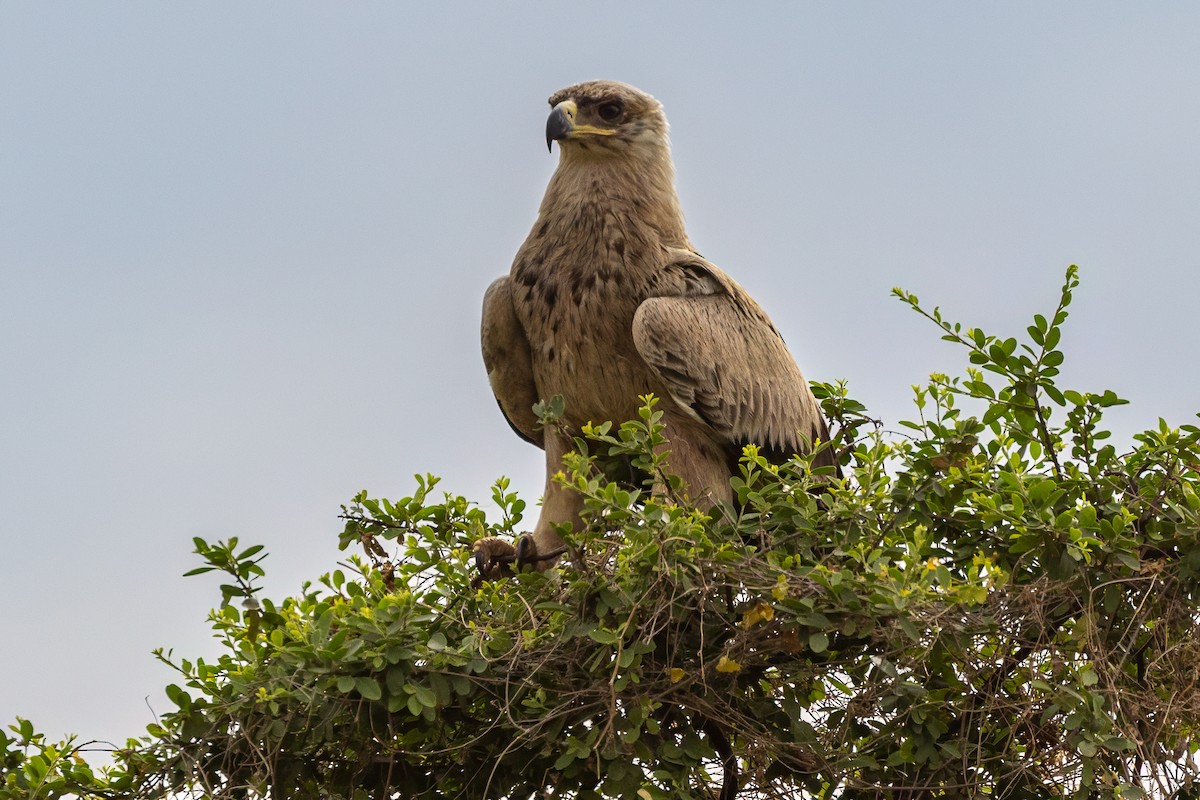 Tawny Eagle - ML639659348