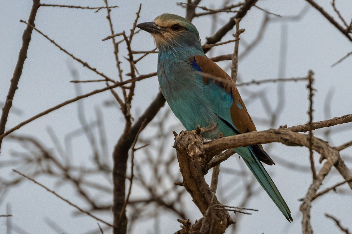 Abyssinian Roller - ML639659353