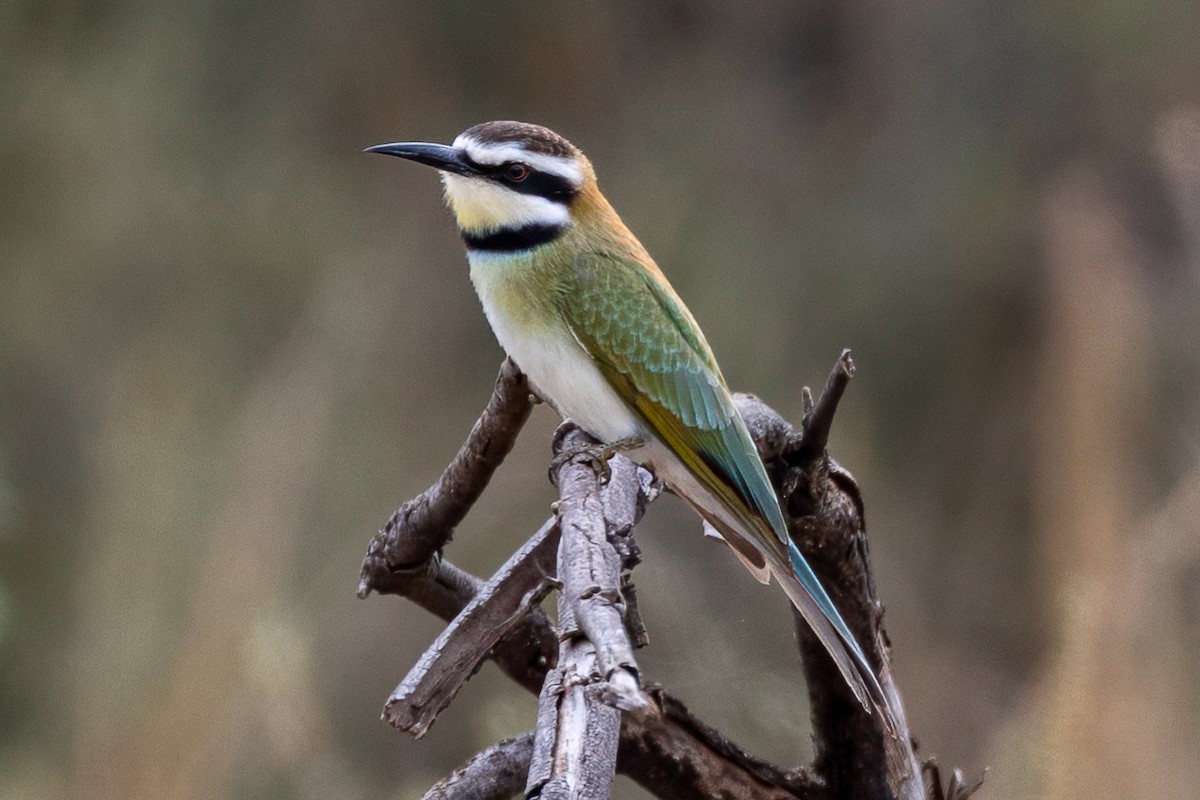 White-throated Bee-eater - ML639659354