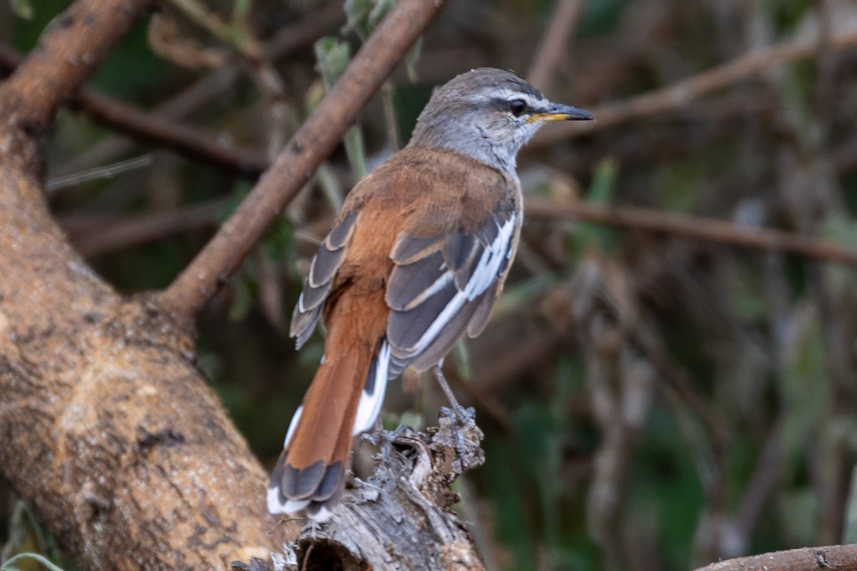 White-browed Scrub-Robin - ML639659356