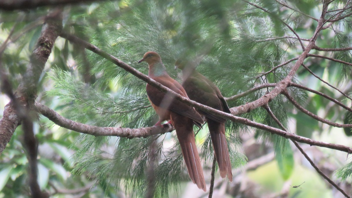 Amboyna Cuckoo-Dove - ML639659380