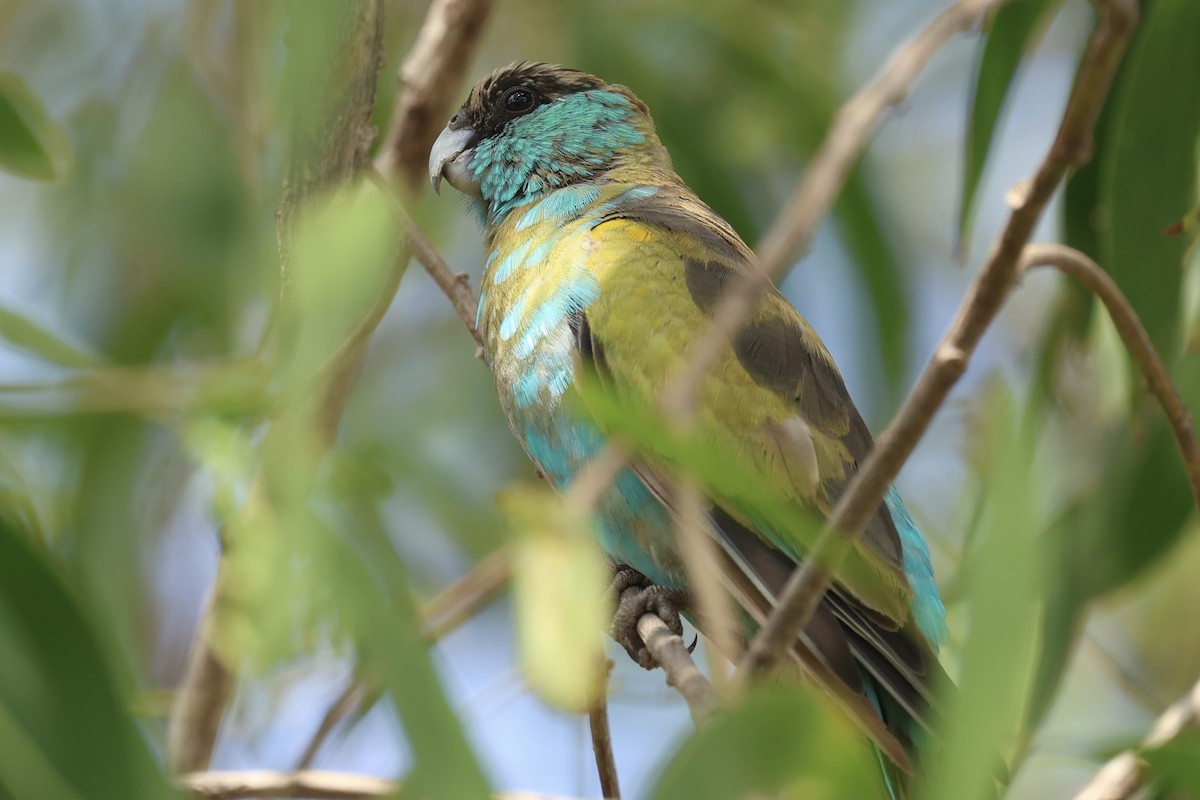 svarthetteparakitt - ML639659426