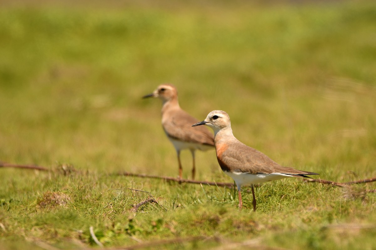 Oriental Plover - ML639659445