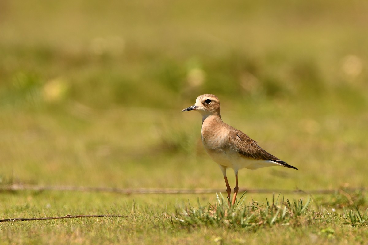 Oriental Plover - ML639659446