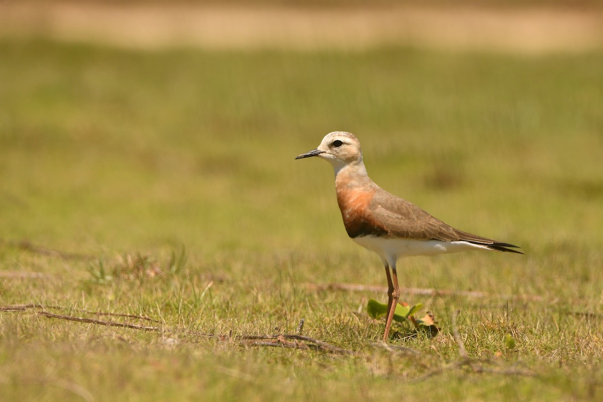 Oriental Plover - ML639659447