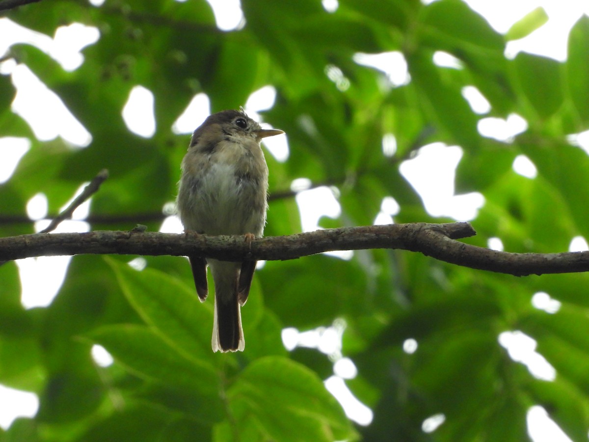Brown-breasted Flycatcher - ML639659448