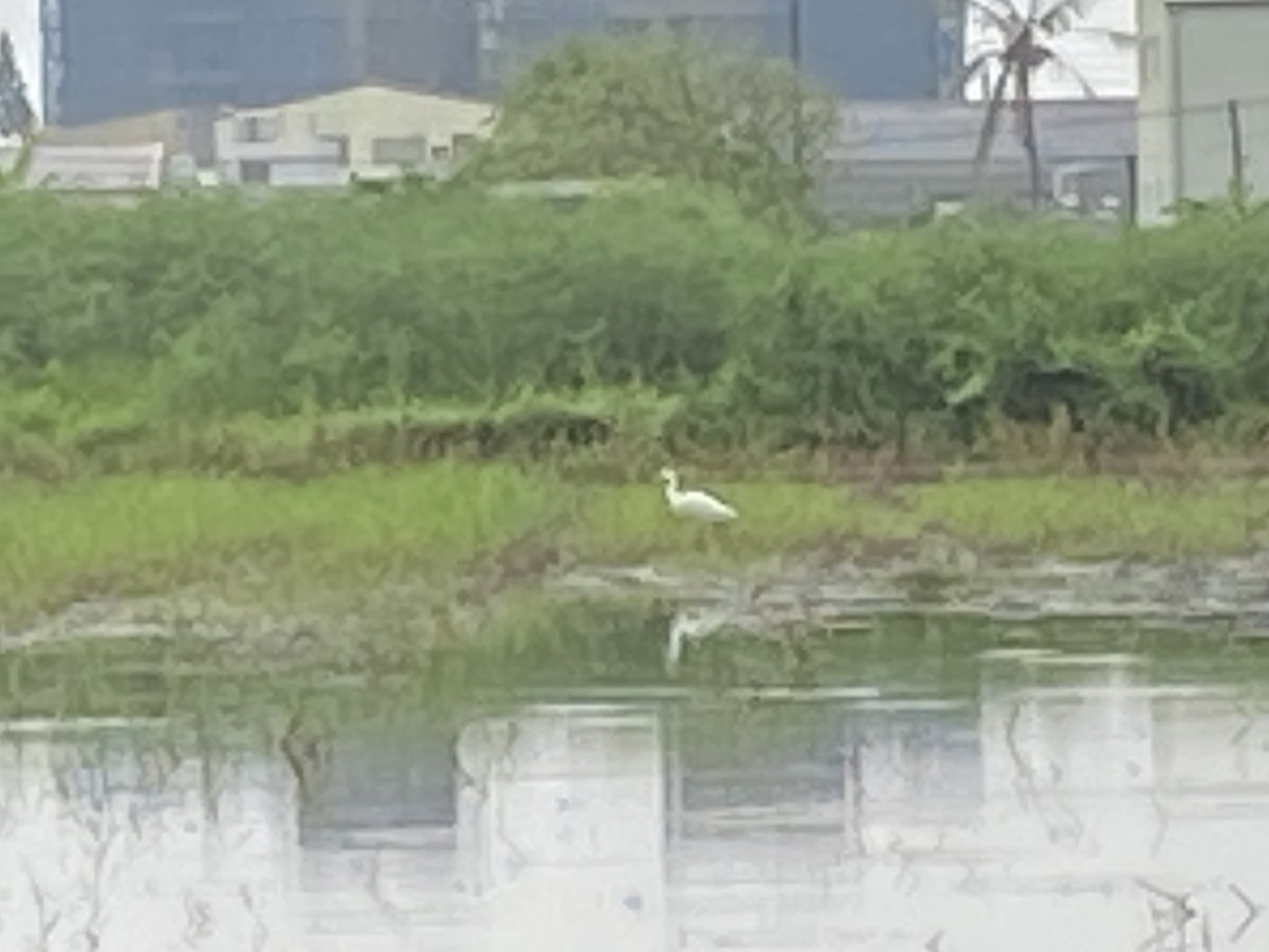 Eastern Cattle-Egret - ML639659449