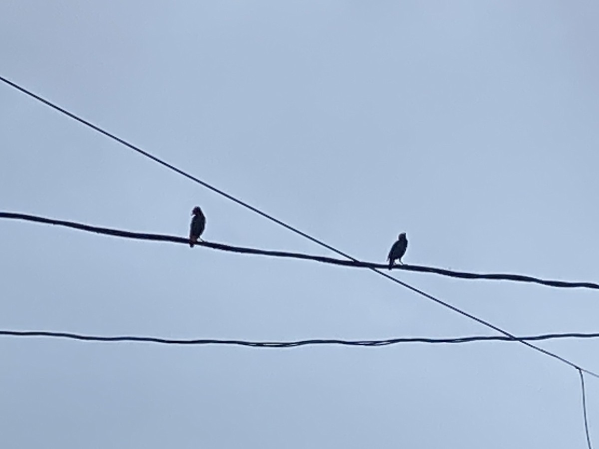 Javan Myna - ML639659450