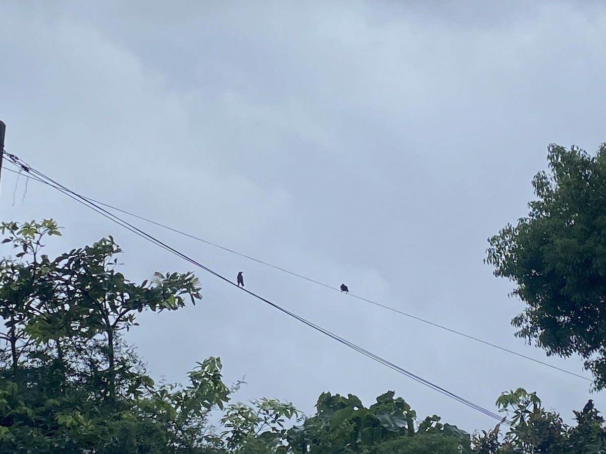 Javan Myna - ML639659451