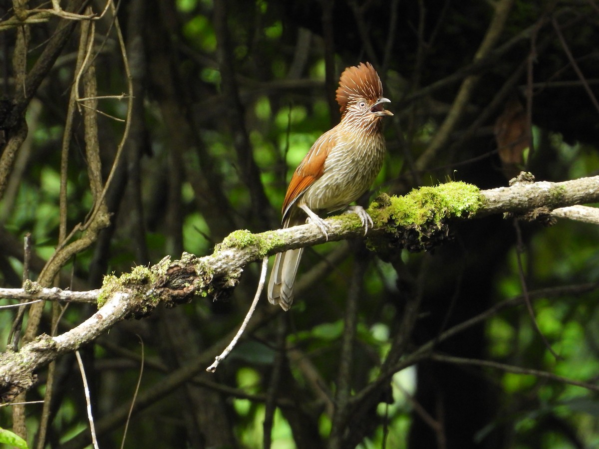 Striated Laughingthrush - ML639659454