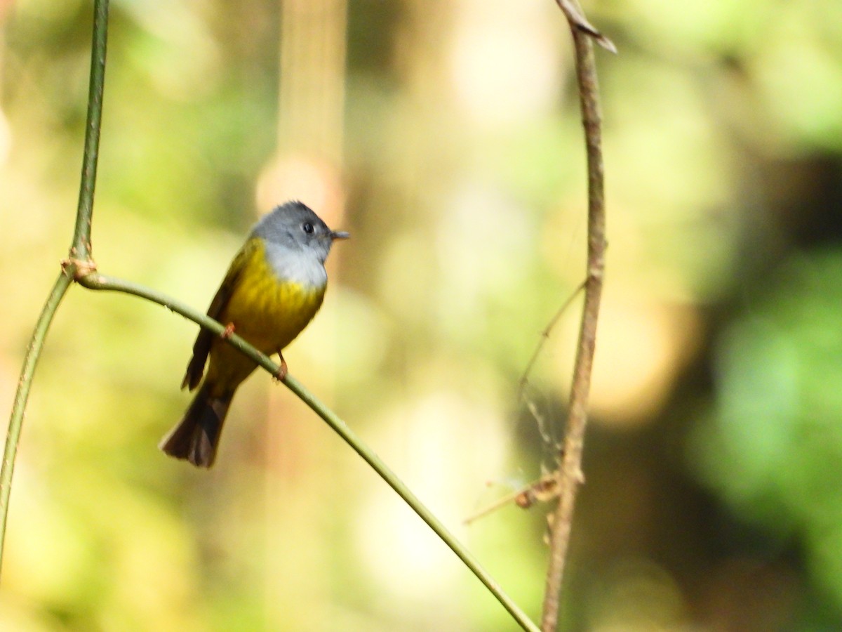 Gray-headed Canary-Flycatcher - ML639659463