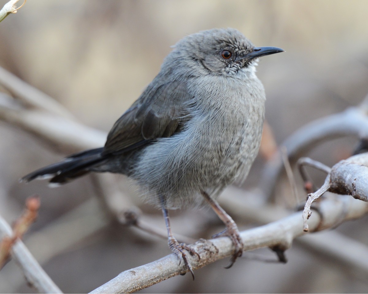 Gray Wren-Warbler - ML639659464