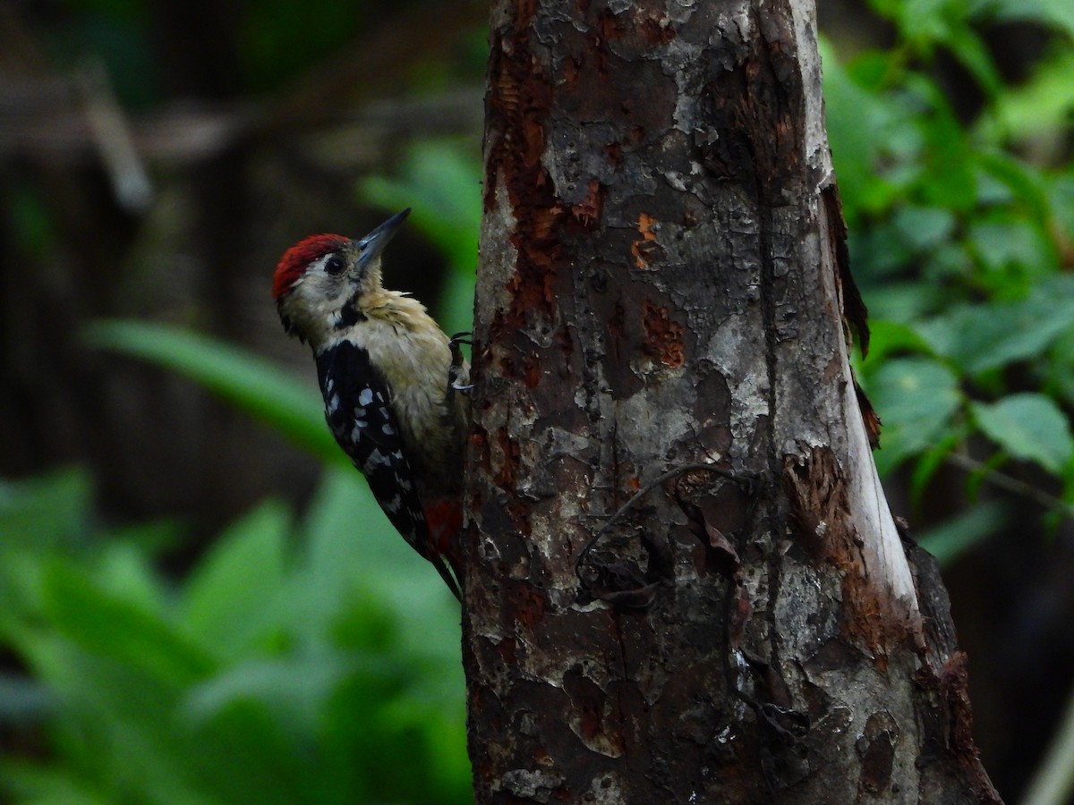 Fulvous-breasted Woodpecker - ML639659487