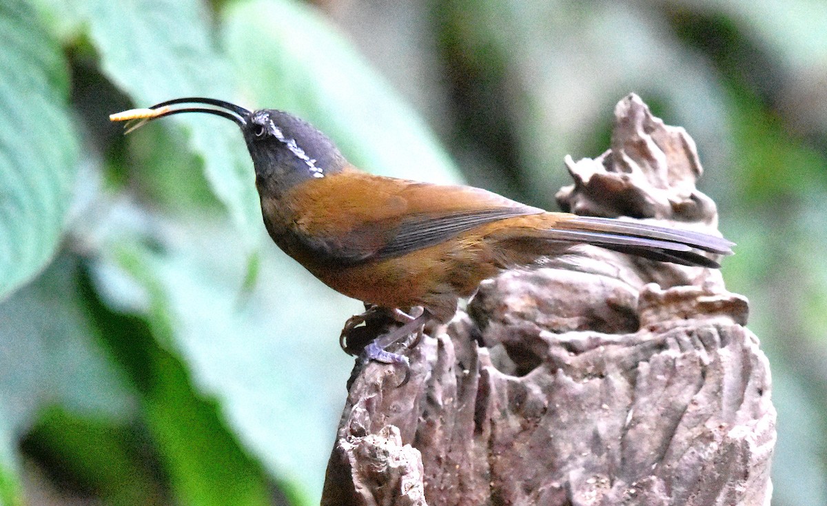 Slender-billed Scimitar-Babbler - ML639659507