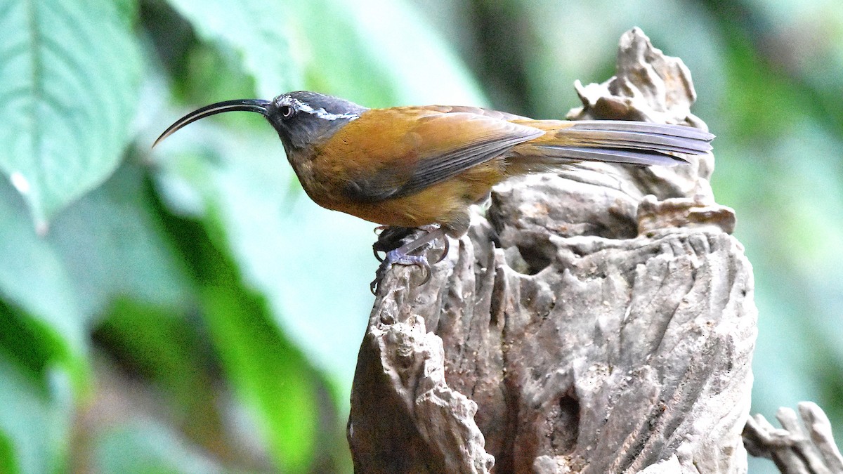Slender-billed Scimitar-Babbler - ML639659508