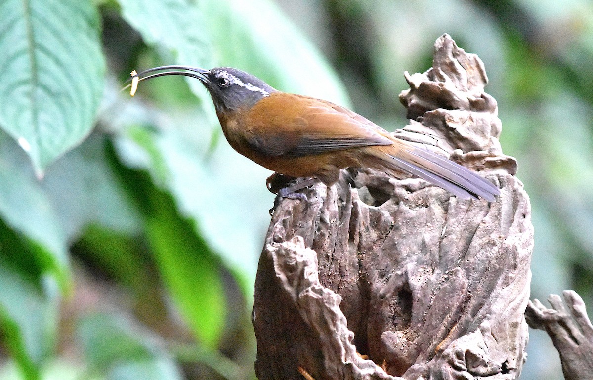 Slender-billed Scimitar-Babbler - ML639659509