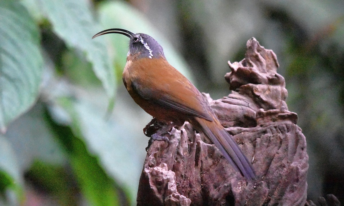 Slender-billed Scimitar-Babbler - ML639659511