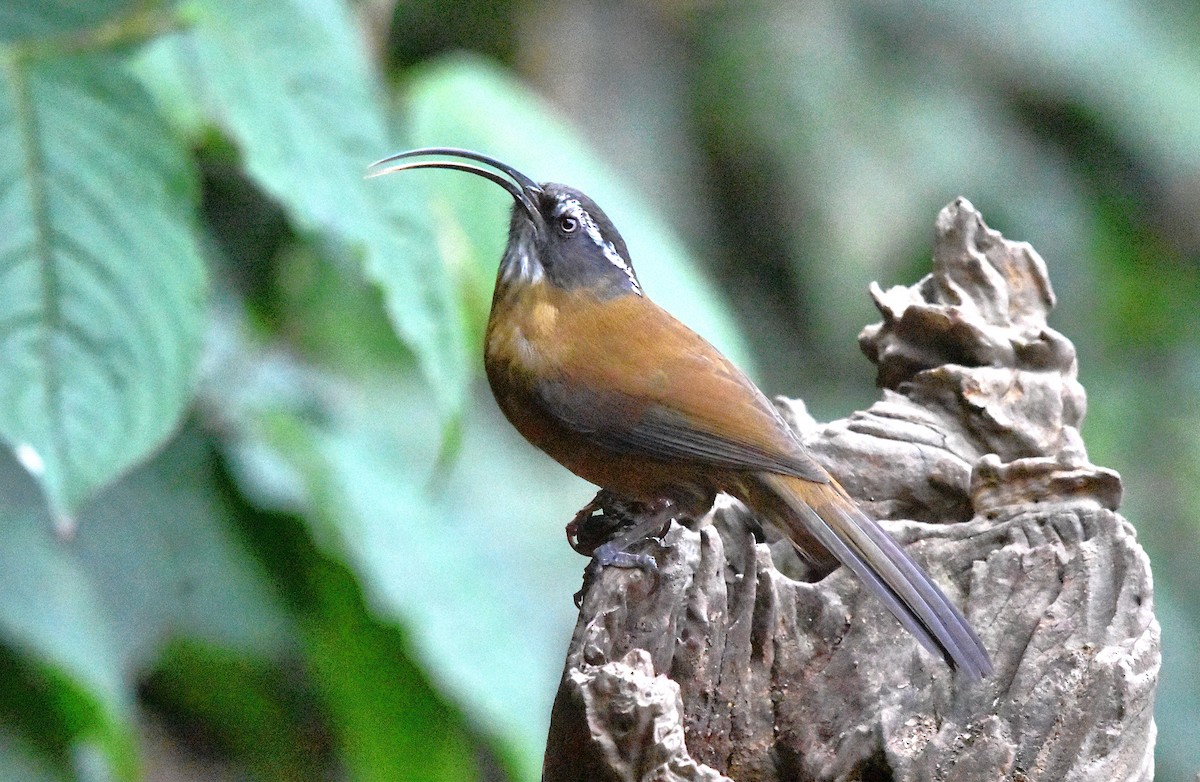 Slender-billed Scimitar-Babbler - ML639659512