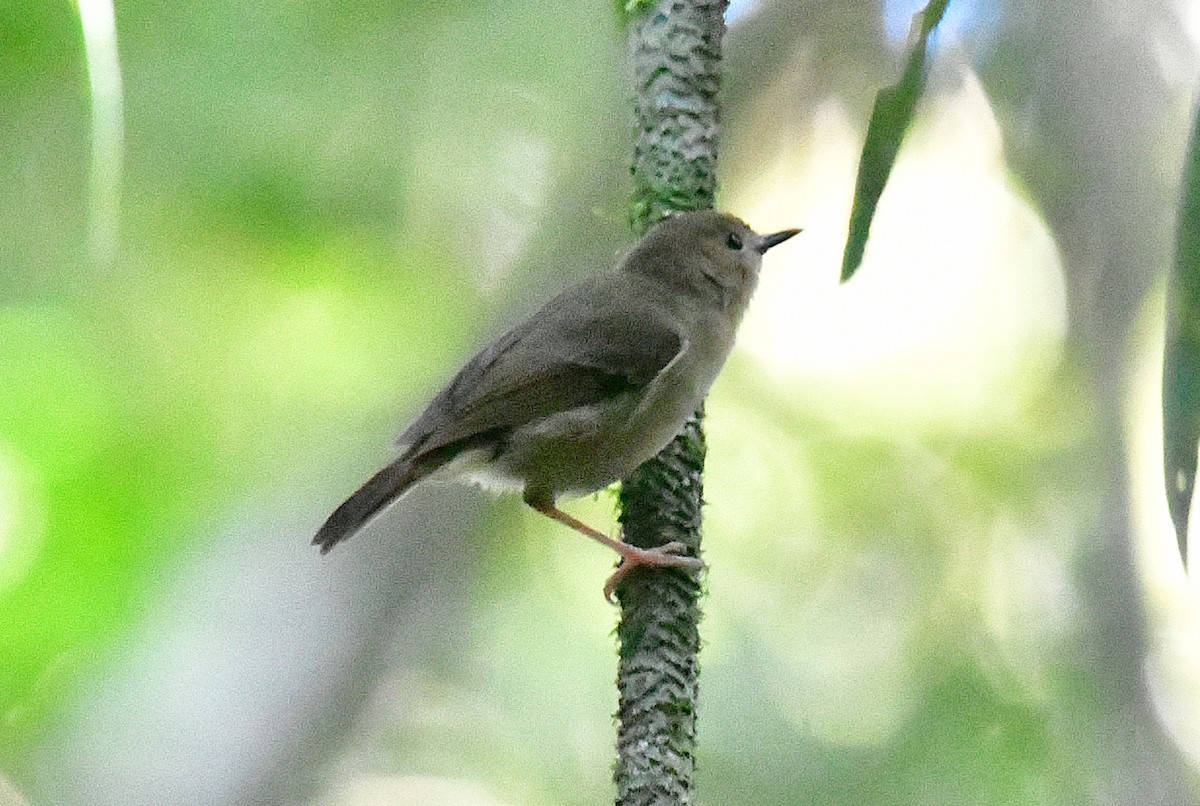 Atherton Scrubwren - ML639659520