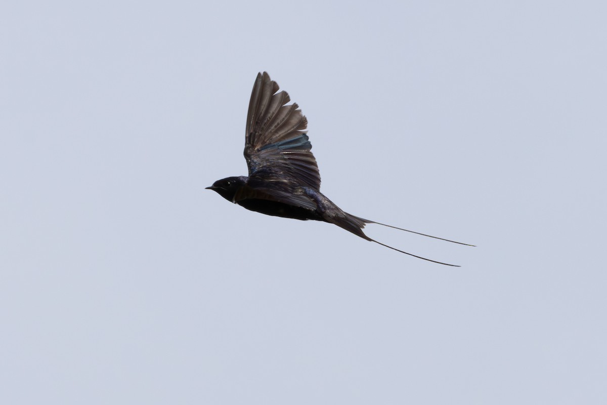 blåsvale - ML639659521