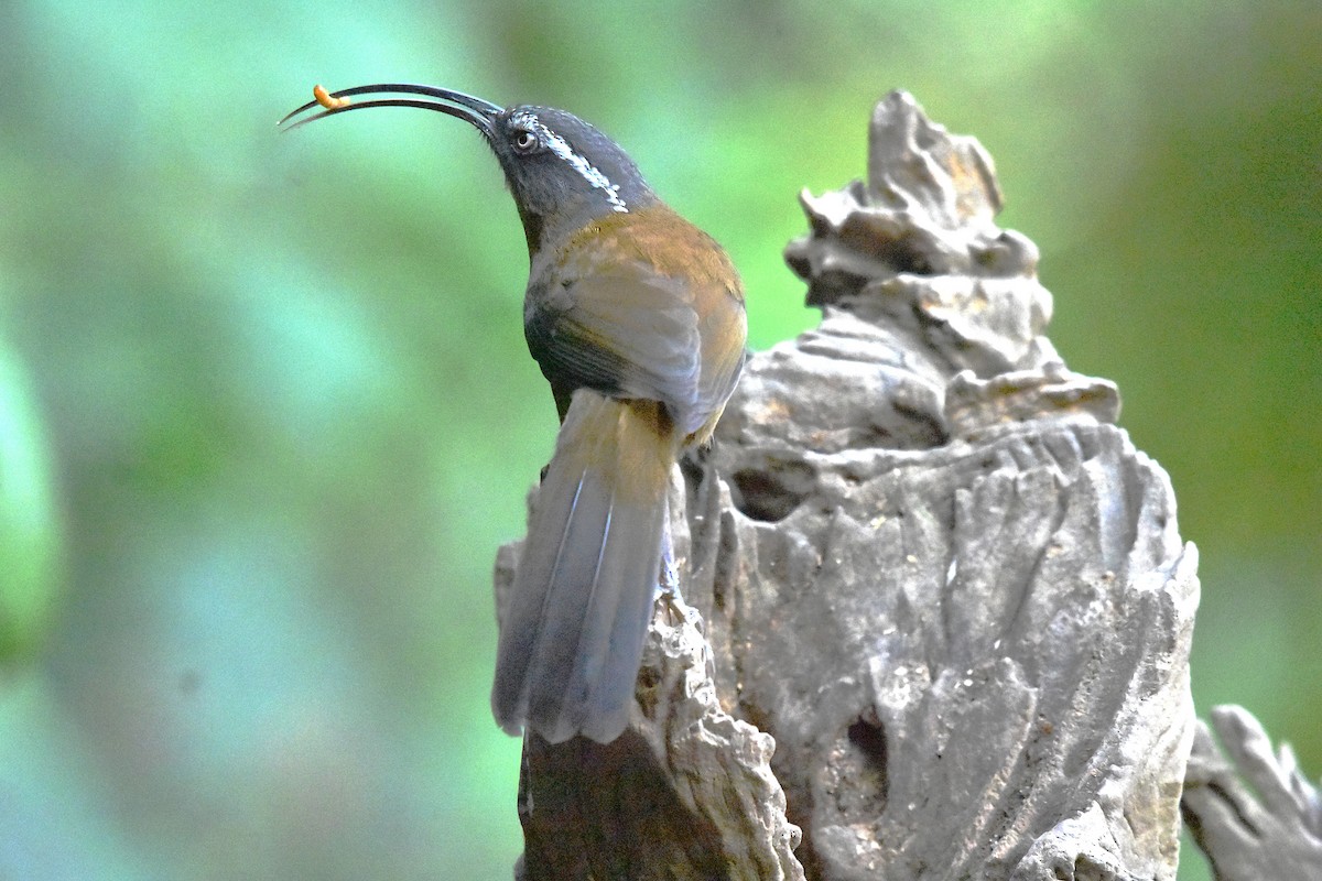 Slender-billed Scimitar-Babbler - ML639659539
