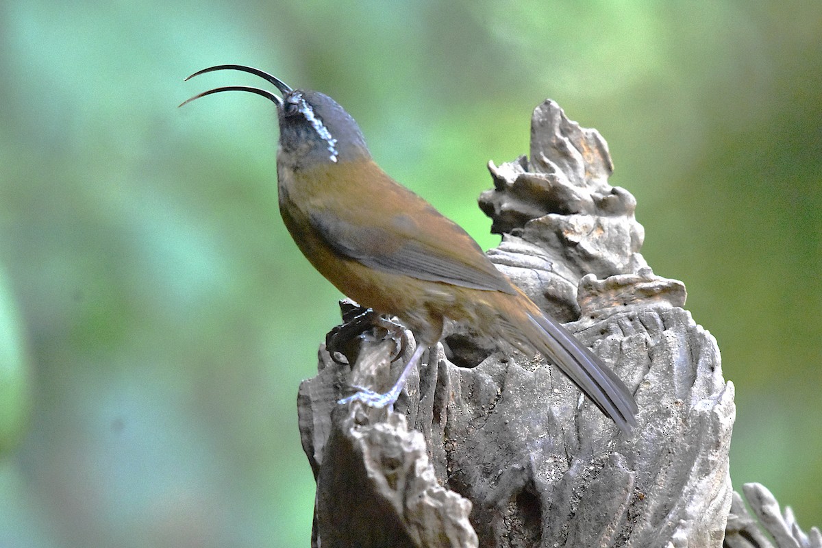 Slender-billed Scimitar-Babbler - ML639659540