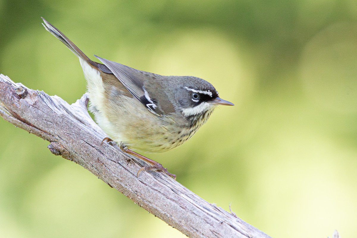 Spotted Scrubwren - ML639659543