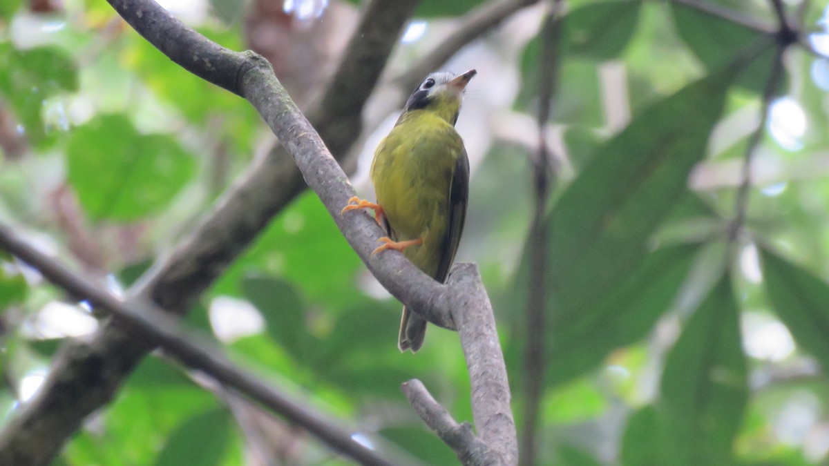 White-faced Robin - ML639659551