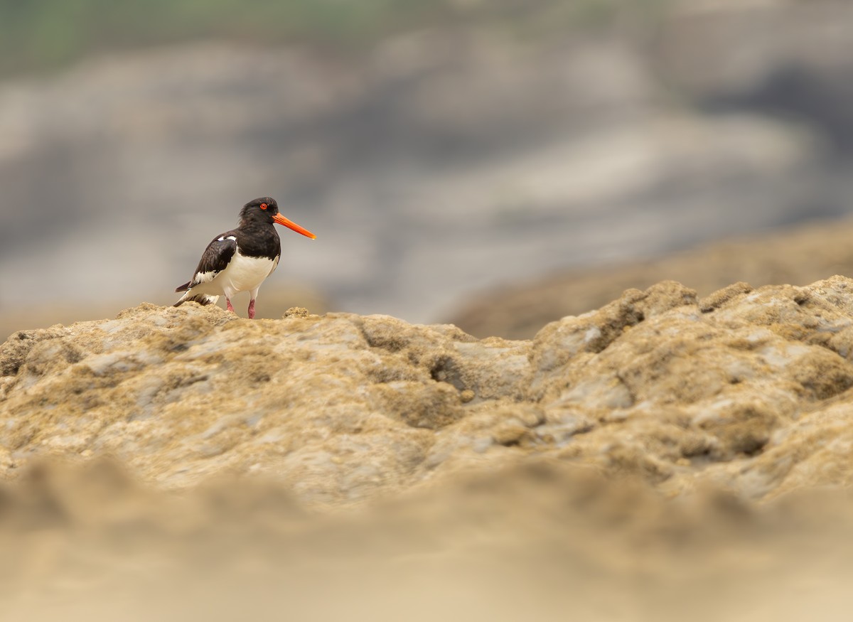 Eurasian Oystercatcher - ML639659588