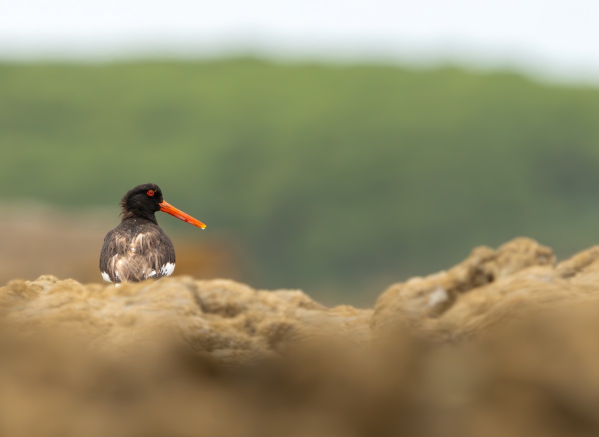 Eurasian Oystercatcher - ML639659589