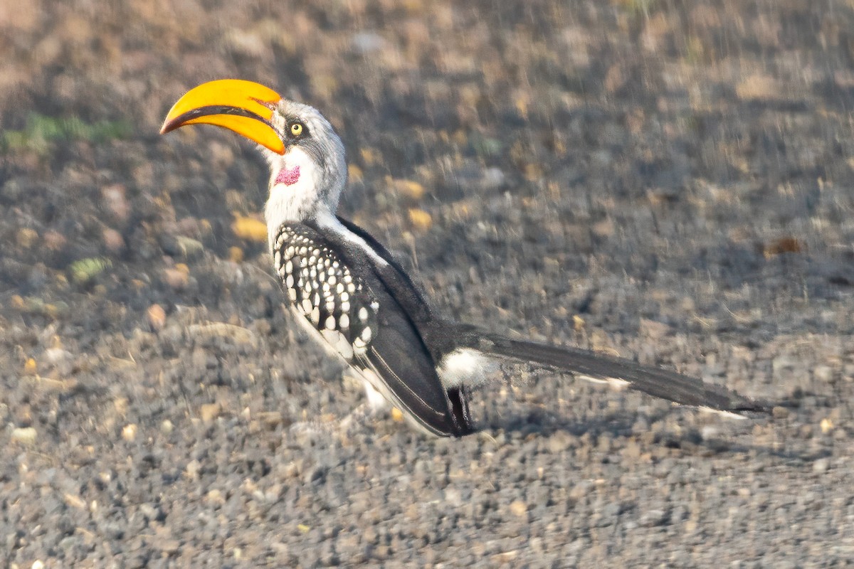 Eastern Yellow-billed Hornbill - ML639659609