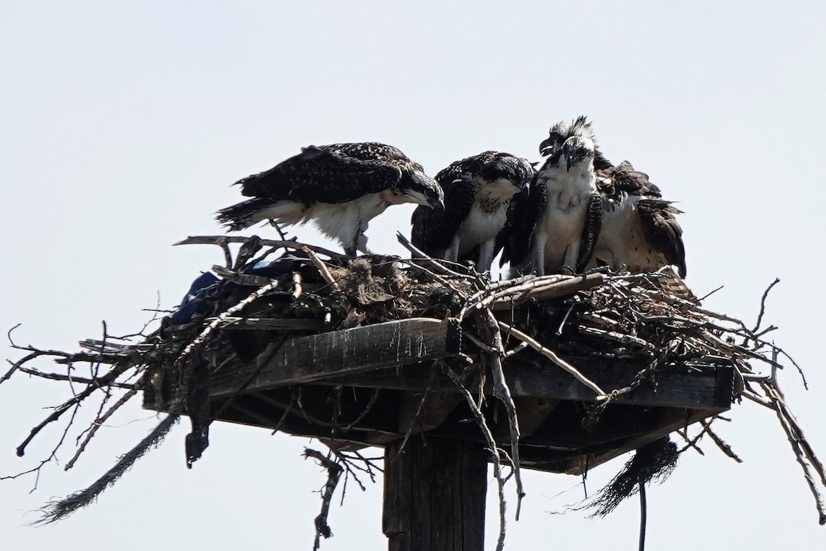 Osprey - ML639659615