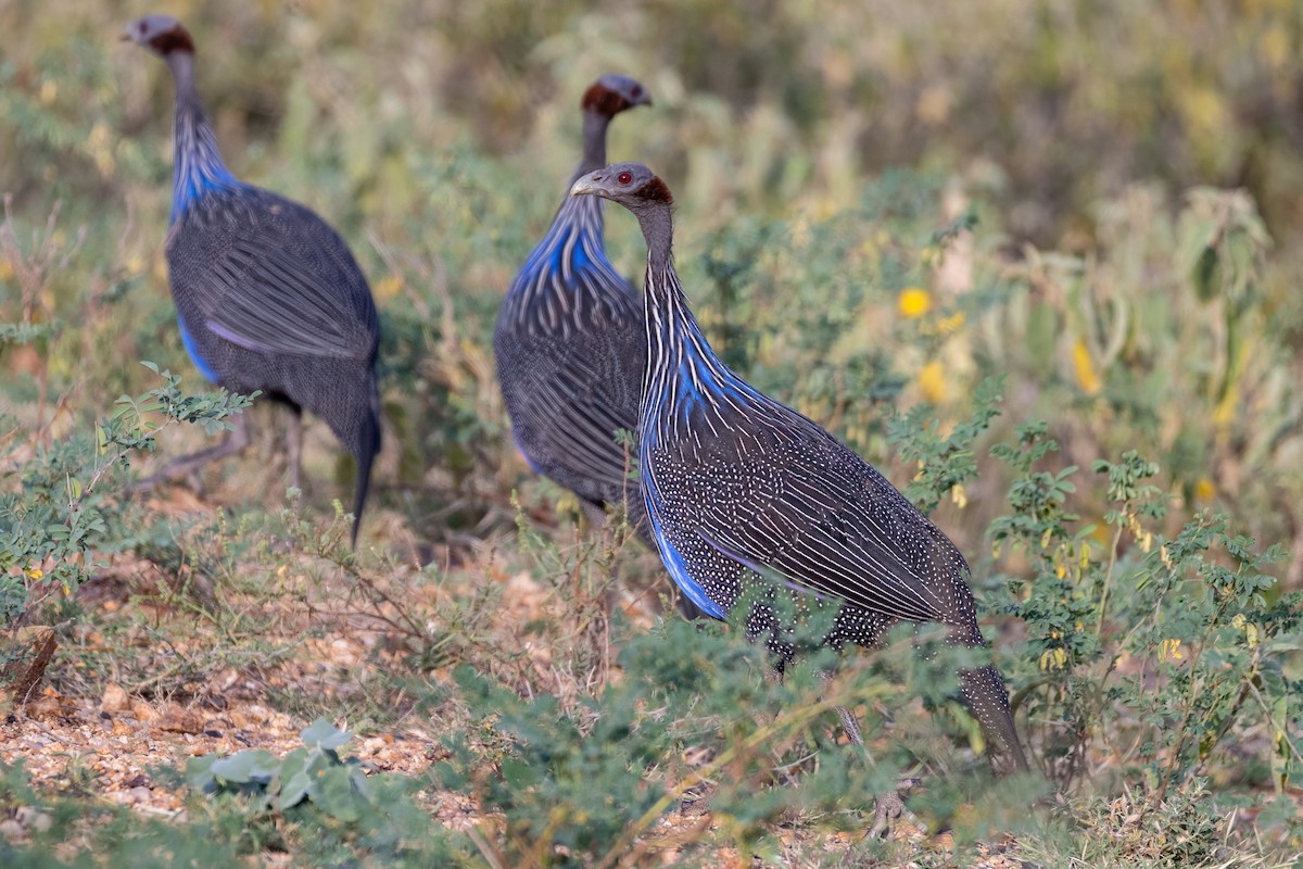 Vulturine Guineafowl - ML639659616