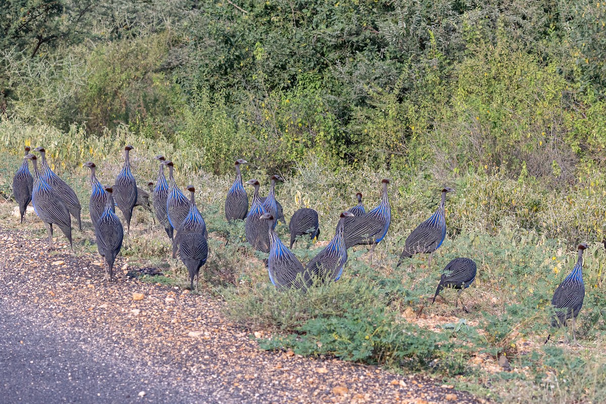 Vulturine Guineafowl - ML639659617