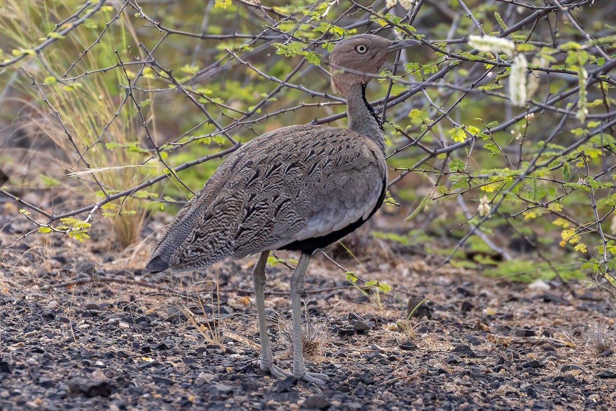Buff-crested Bustard - ML639659622