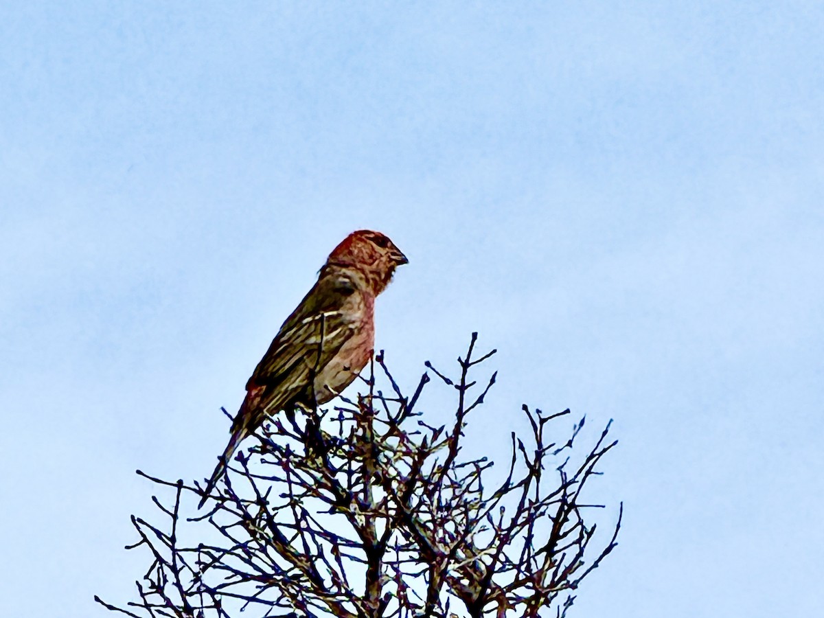 Pine Grosbeak - ML639659663