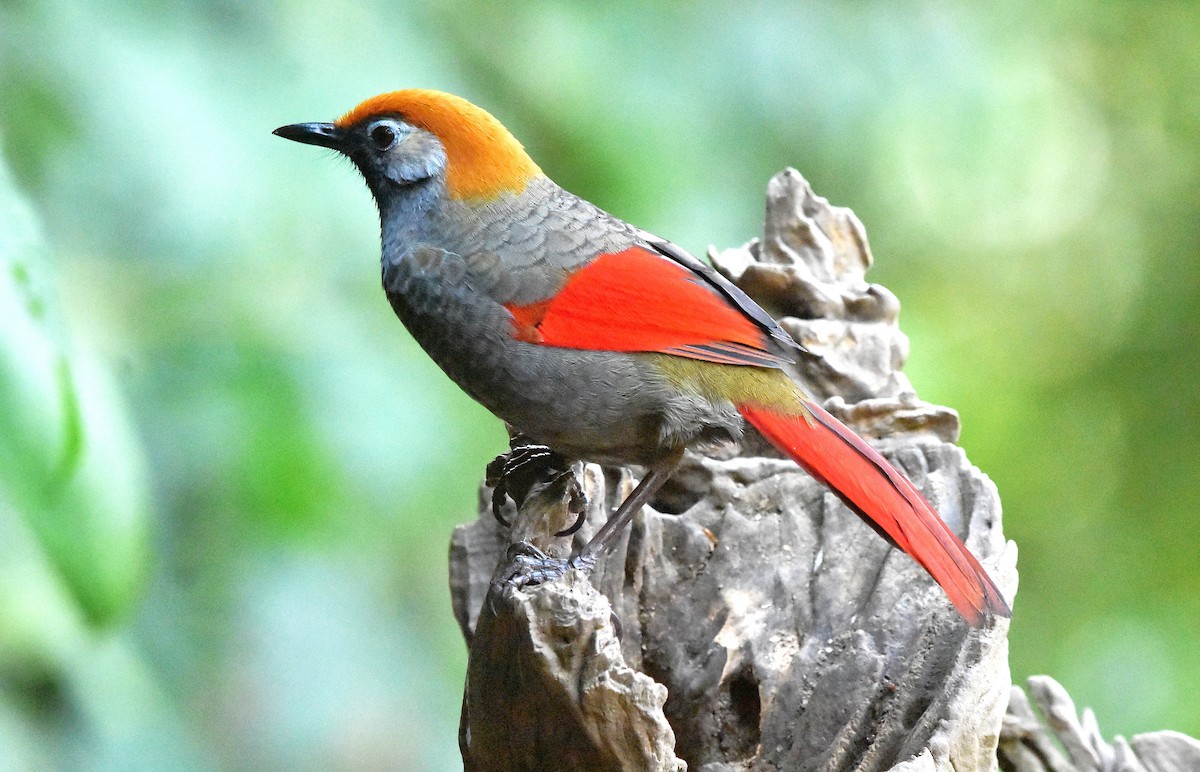 Red-tailed Laughingthrush - ML639659674